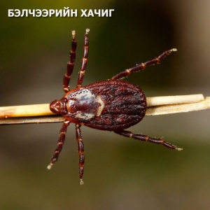 📌Зоонозын халдварт өвчний дамжуулагчид цуврал 1: #ХАЧИГ
